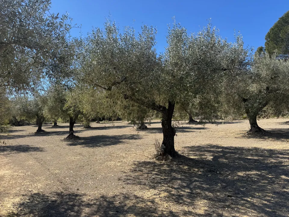 Terreno en Cervera Del Maestre, Castellon - foto 4